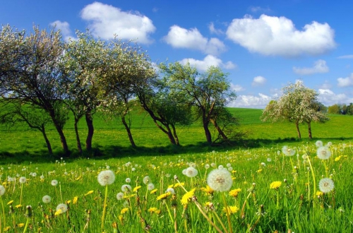 arbre-du-pays-de-caux-en-normandie.jpg