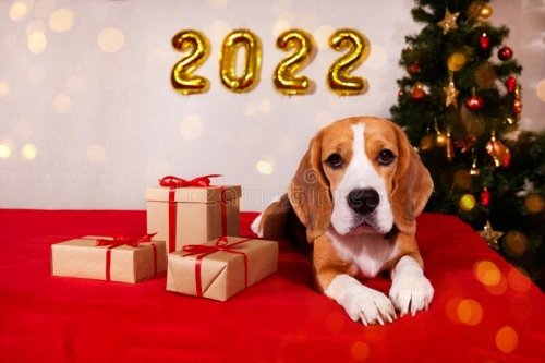 beagle-dog-house-decorated-christmas-tree-balloons-gifts-bokeh-sparkling-lights-happy-new-year-greeting-card-232481067.jpg