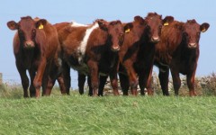 shorthorn_heifers-500.jpg